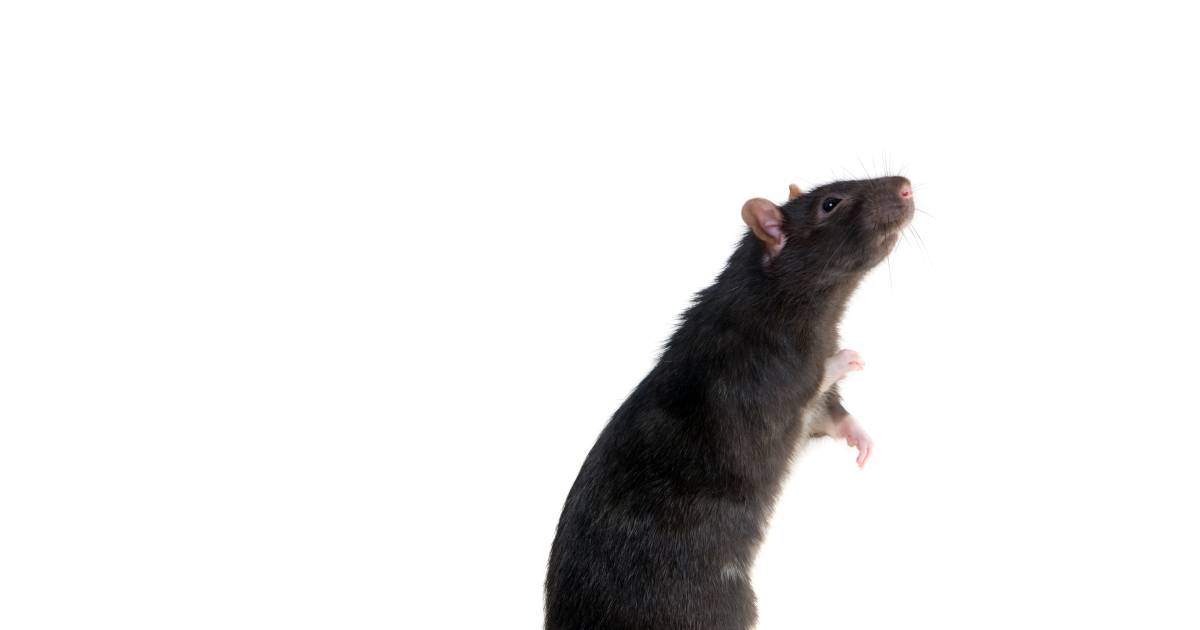 Сонник черных крысы. Мышка на задних лапках. Стоящая крыса.