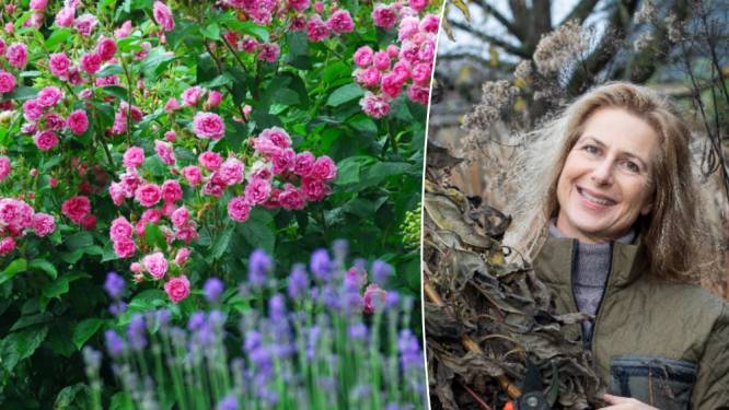 “De roos is weer hip”: zo richt je je tuin en terras in anno 2022