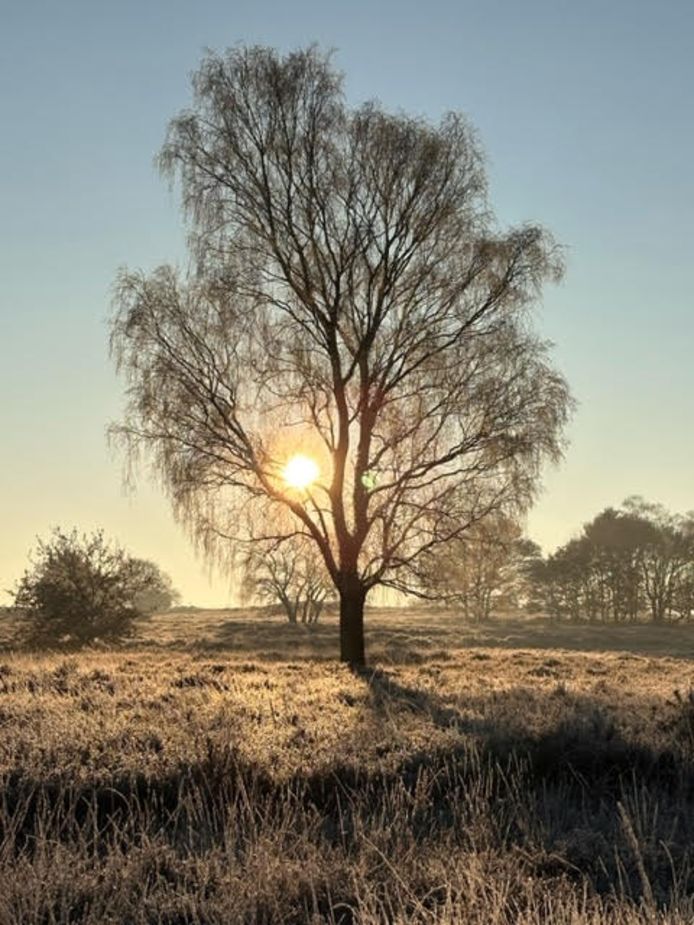 De heide in Ermelo achter recreatiepark De paalberg vanmorgen.