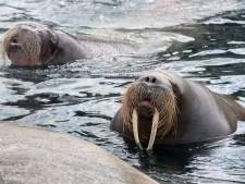 Dierenwelzijnsorganisaties betwisten verhuizing van dieren van Dolfinarium Harderwijk naar China