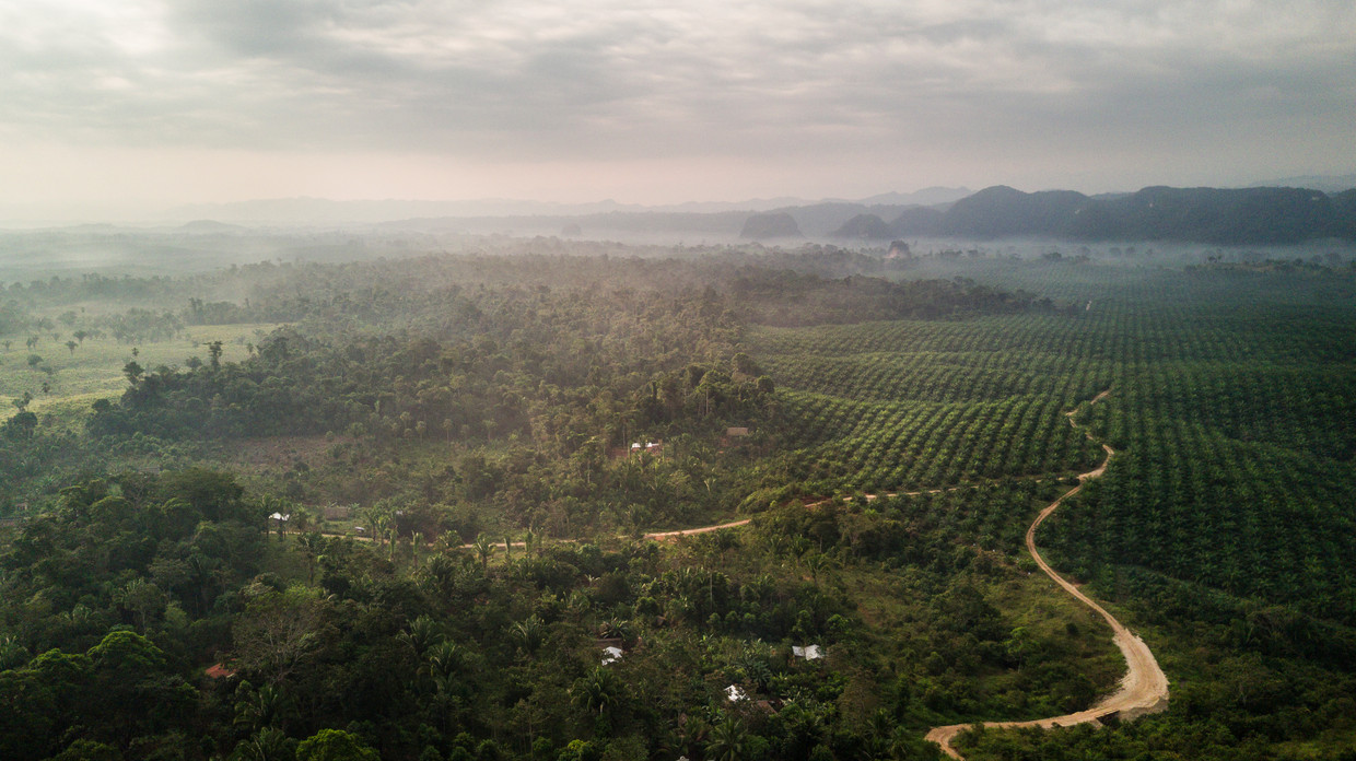Een palmolie-plantage in Guatemala.   Beeld ActionAid