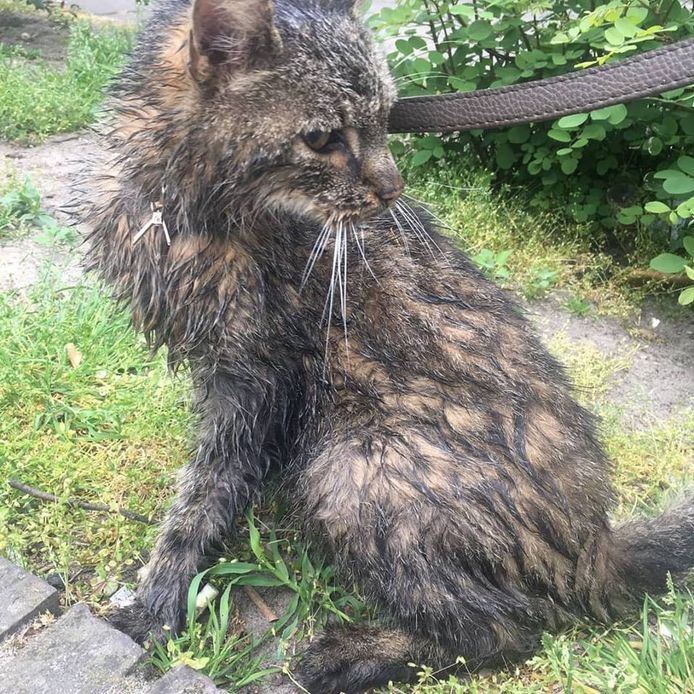 De kat overleefde de martelpraktijken en wil weer naar huis