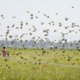 Levende vogelverschrikkers beschermen al zwaaiend met stokken het rijstveld tegen ‘gevederde sprinkhanen’