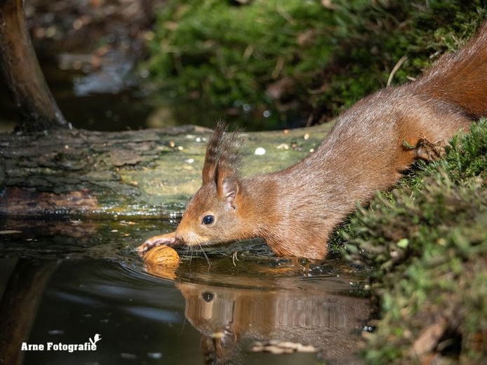 Arne Moons uit Lille is gepassioneerd door alles wat met natuur te maken heeft.