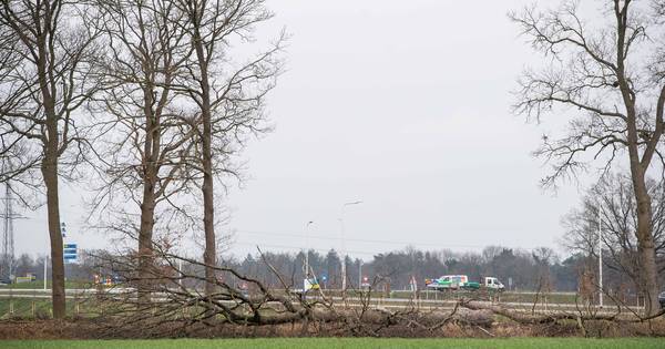 Kormelink: kap houtwal ‘onderhoud’