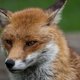 Vos grijpt baby in kinderkamer Londen