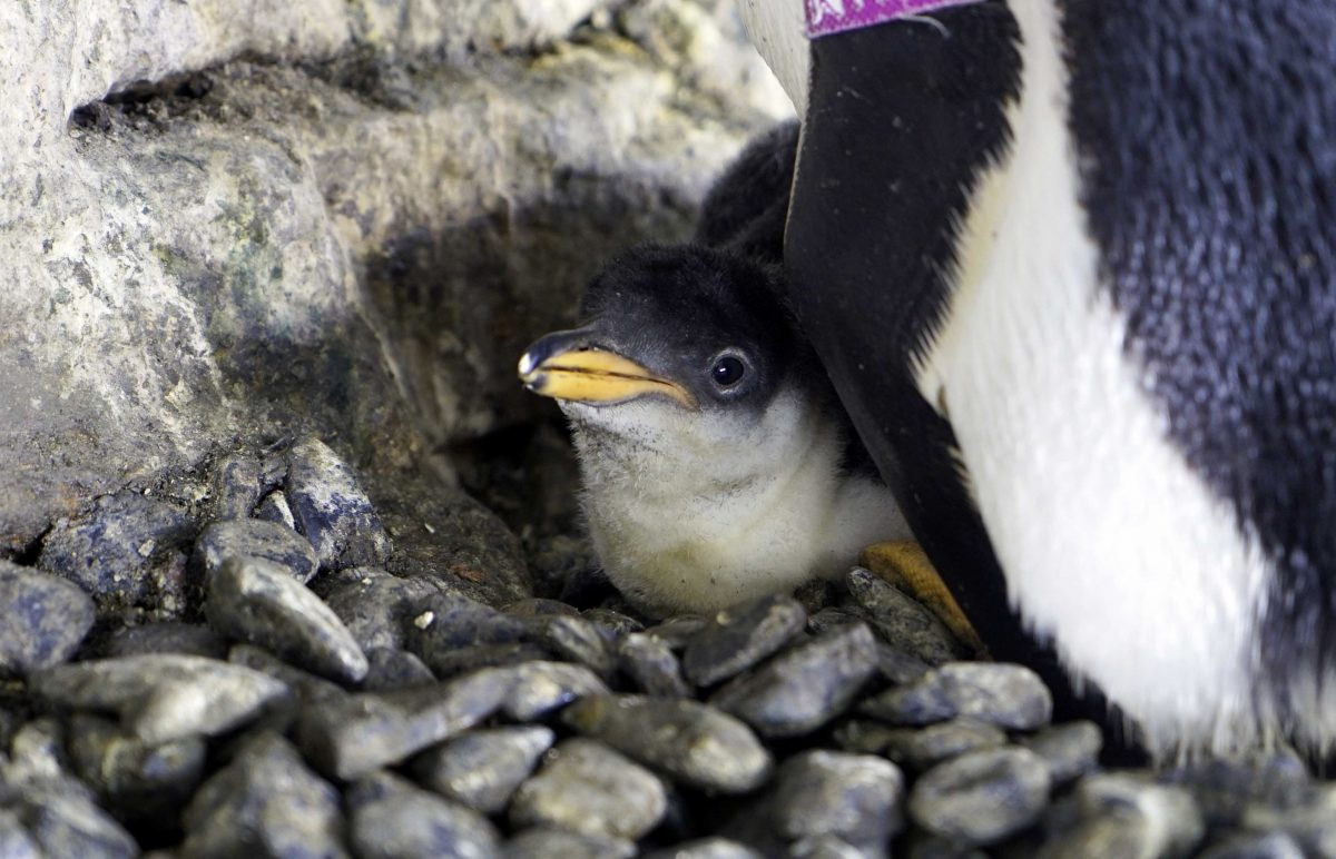 Lesbisch pinguïnstel voor de eerste keer moeder geworden in Spaans aquarium  | Foto | AD.nl