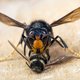 Aziatische hoornaar gezien in vier provincies, maar volgens kenners geen reden tot paniek
