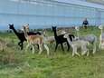 Geen koe of een schaap, maar een alpaca te water aan het Nieuwveens Jaagpad: ‘Zijn kop kwam net boven het water uit‘