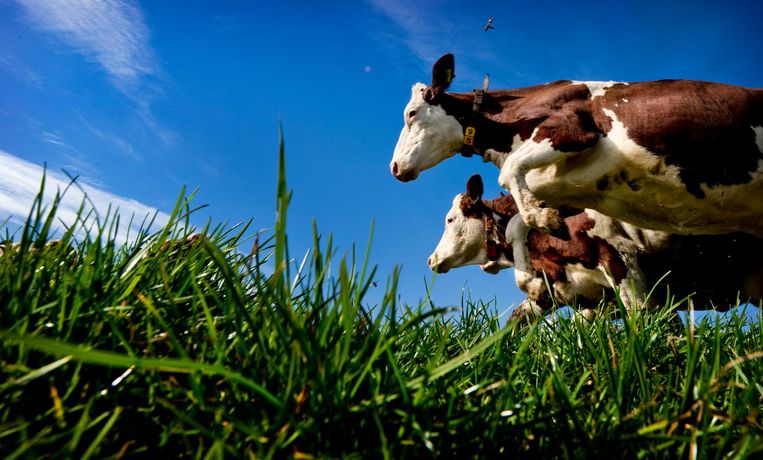 Koeien van een biologische veehouder gaan de wei in. Beeld ANP