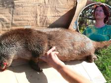 Yfke vindt aangereden otter bij Giethoorn: ‘Hij stierf in mijn armen’