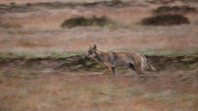 Hoge Veluwe uit scherpe kritiek op wolvenonderzoekers: ‘Rapport over de wolf moet overnieuw’