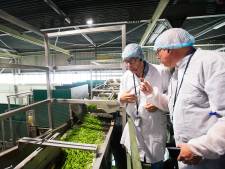 Oer-Hollands? Dit is waarom de Russen de Brabantse groenten van Hak overnemen