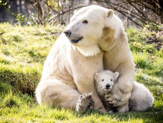 IN BEELD. Enige ijsbeertje dat vorig jaar werd geboren in Europa voor het eerst naar buiten: overdosis schattigheid in dierenpark in Nederland
