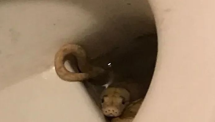 De albino-netpython in het toilet van het slachtoffer.