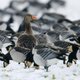 Watervlo redt meren Spitsbergen van poepende gans