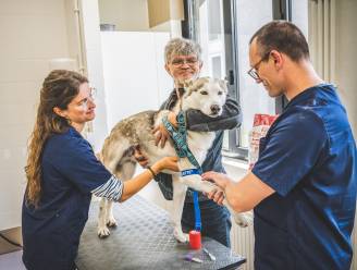Europese primeur met genetische consultaties bij huisdieren: “Mijn Siberische husky Qoriak (6) heeft epilepsie, maar zijn zusje misschien niet”