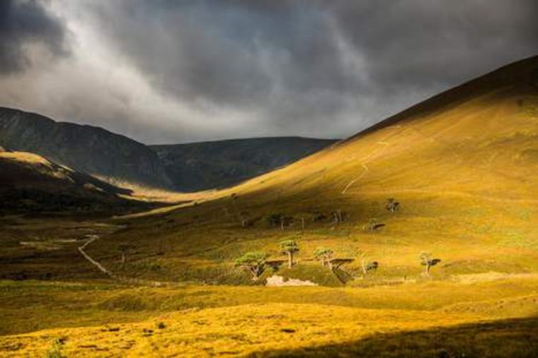 Deze Zakenman Wil De Natuur In De Schotse Hooglanden Redden Door Wolf Terug Te Brengen De Volkskrant