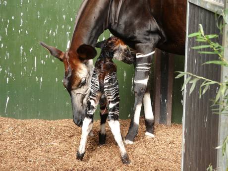 Bijzonder babynieuws uit Blijdorp: okapi geboren