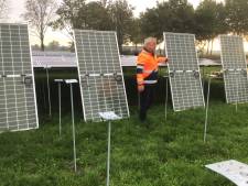 Ecologische zonneweide tussen de reeën en dassen van het Gulden Land