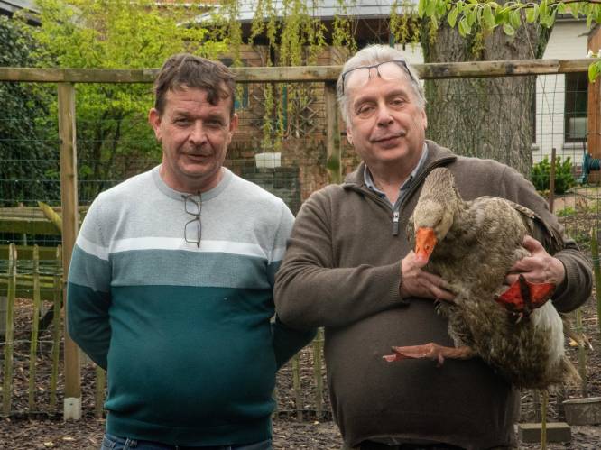 Hans de gans, Jefke de haan en Theo de kalkoen mogen blijven van de rechter: “Meteen 1.000 euro geïnvesteerd in hun hok”
