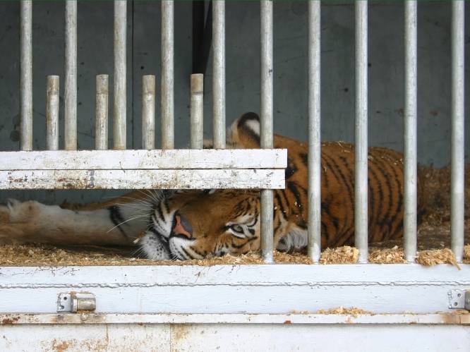 Tijger bijt verzorger dood in Chinese dierentuin