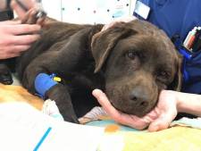 Gewonde labrador ‘Balou’ wacht bij dierenopvang op zijn baasje, maar die is al een week spoorloos