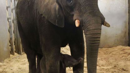 Pasgeboren olifantje in Nederlandse Zoo overleden na aanval van moeder