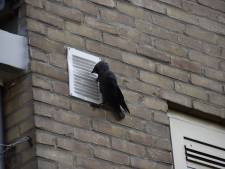 Brandweer geeft kauw weer toegang tot haar nest met jongen