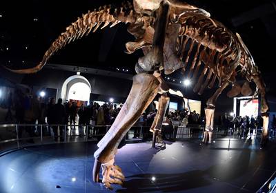 New dinosaur discovered in Spain