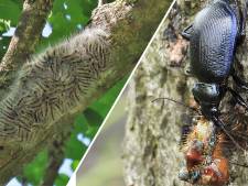 De overlast barst los, de processierups laat zich volop gelden: door hitte een hausse aan brandharen