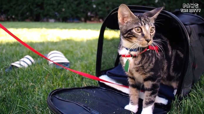 CatVideoFest is op 8 augustus.
