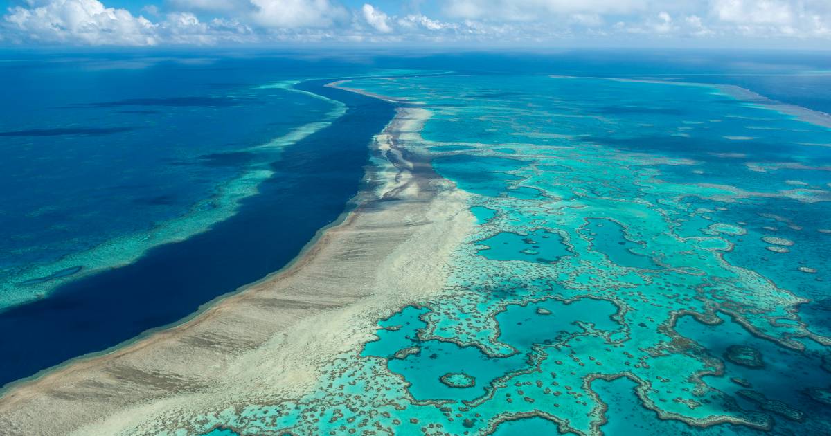 Oltre il 90 percento della Grande Barriera Corallina è stato sbiancato dall’ondata di caldo fuori dal paese