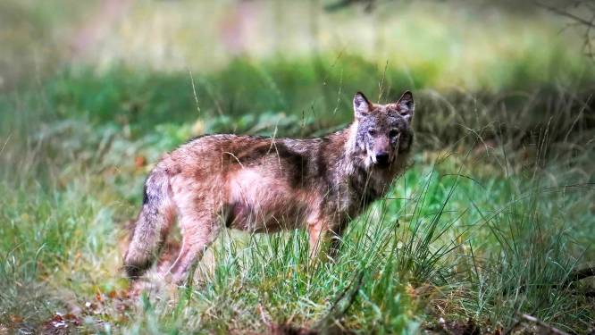 Lezers over doodschieten wolf: ‘Walgelijk’, maar ook ‘opgeruimd staat netjes’