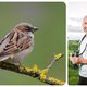 Europa zag meer dan een half miljard vogels verdwijnen: ‘Het loopt mis in onze leefomgeving’