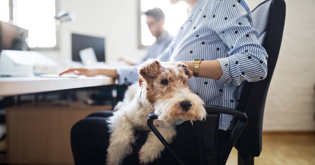 Acquistare un cane con un budget vitale?  L’imprenditore Pepijn applaude |  Lavoro