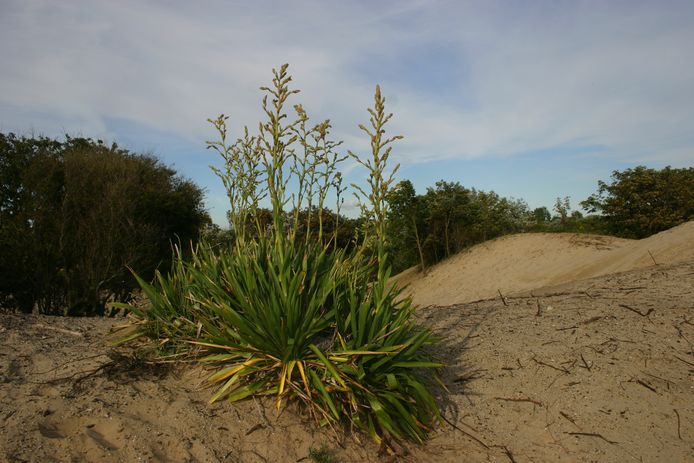 Een yucca in Westduinpark in Den Haag. Ter illustratie.