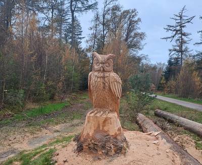 Kunstzinnige ode aan de oehoes van het Leenderbos: douglasspar wordt imposante sculptuur