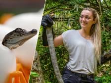 Krokodil produceert nakomeling zonder mannetje: ‘Gaaf, maar liever zien we dit niet’