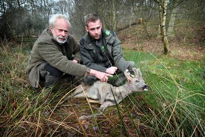 Fikse boete voor eigenaar van hond die ree doodbeet