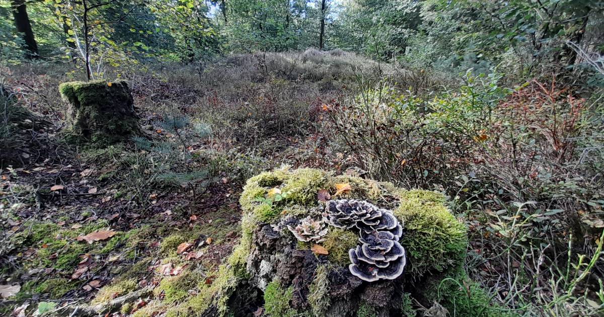 De grafheuvels van weleer zijn opgegaan in de natuur - De Gelderlander