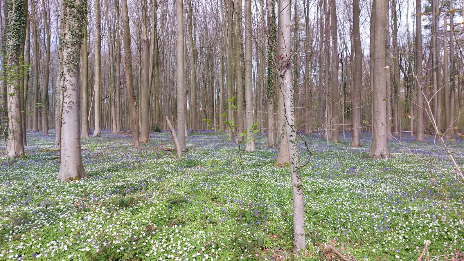 Vlaams Minister Zuhal Demir Opent Hyacintenfestival In Hallerbos 