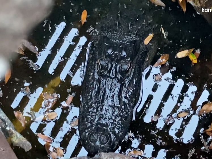 Oei, wat schuilt daar in rioolput?