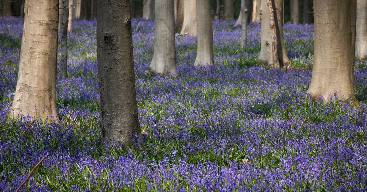 Les jacinthes sauvages du bois de Hal commencent leur floraison | Belgique  | 7sur7.be