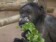 Chimpansee Judy overleden in Zoo van Antwerpen