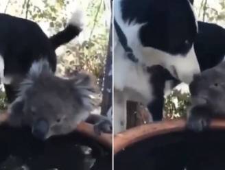 Erg ontroerend! Hond en koala delen drinkbak en zijn beste vrienden