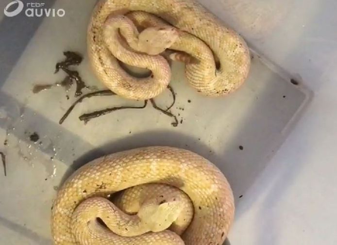 De twee giftige ratelslangen waarvan een beet dodelijk kan zijn.