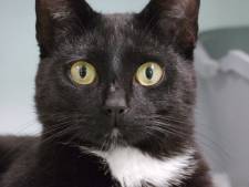 Baasje gezocht: 14 x deze lieve honden en katten zitten in het asiel van Gouda