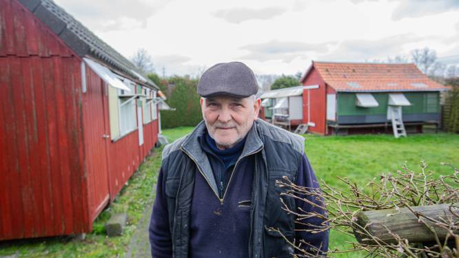 Herman (75) ontwaakt met 27 gestolen duiven minder: “Eentje heeft ooit de Barcelona-vlucht gewonnen... Als die kan ontsnappen, keert ze terug”