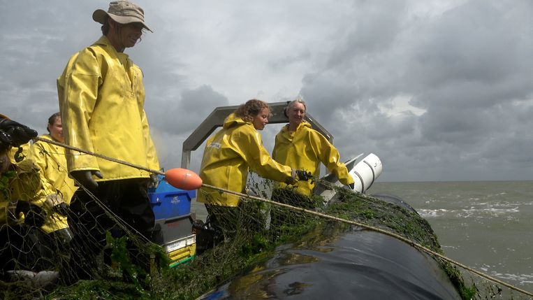Onderzoekers willen visstand in de Waddenzee redden met gezenderde zeebaars - Trouw
